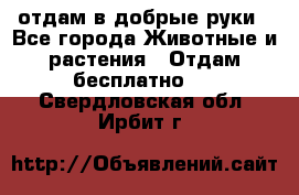 отдам в добрые руки - Все города Животные и растения » Отдам бесплатно   . Свердловская обл.,Ирбит г.